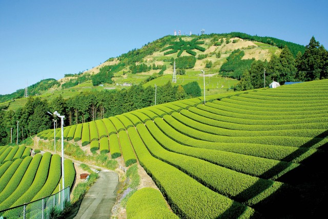 掛川市と深蒸し茶の歴史